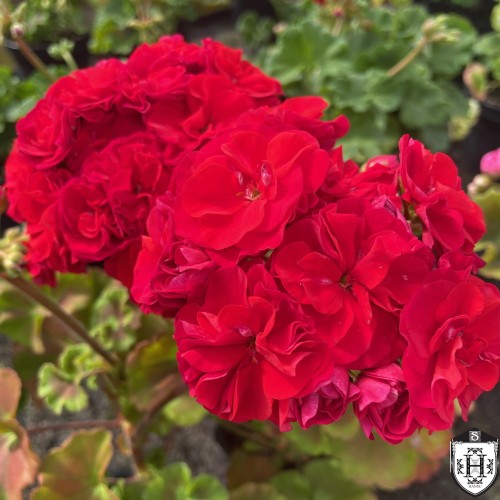 Pelargonium 'IV-Koroleva Birmi' - Pelargoon 'IV-Koroleva Birmi' P9/0,55L